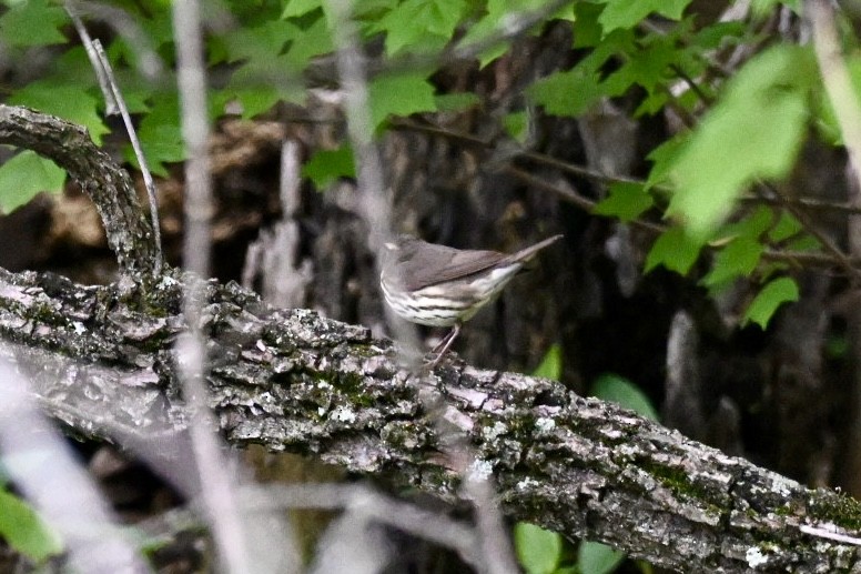 Louisiana/Northern Waterthrush - ML645998396
