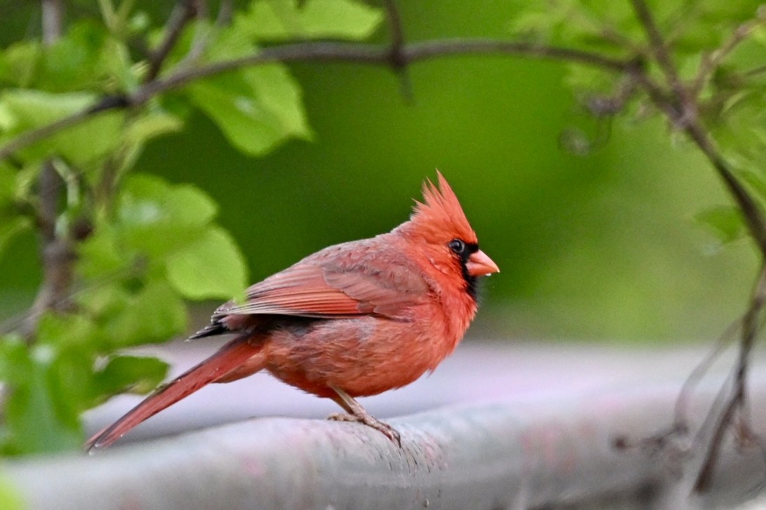 Красный кардинал - ML645998407