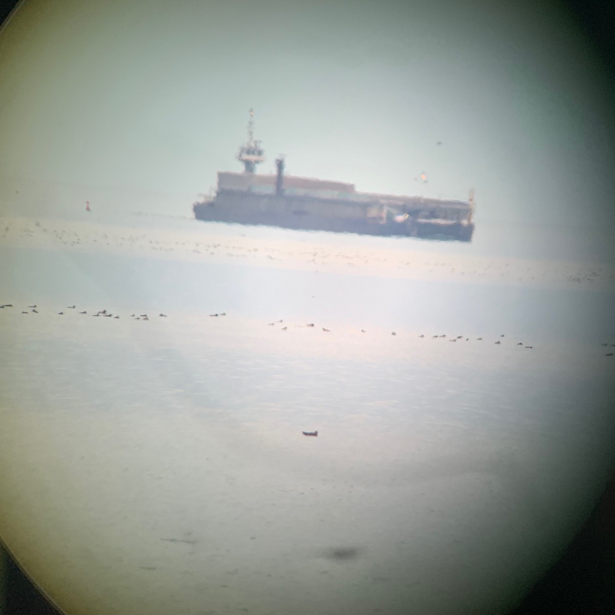 Parasitic Jaeger - ML645998420