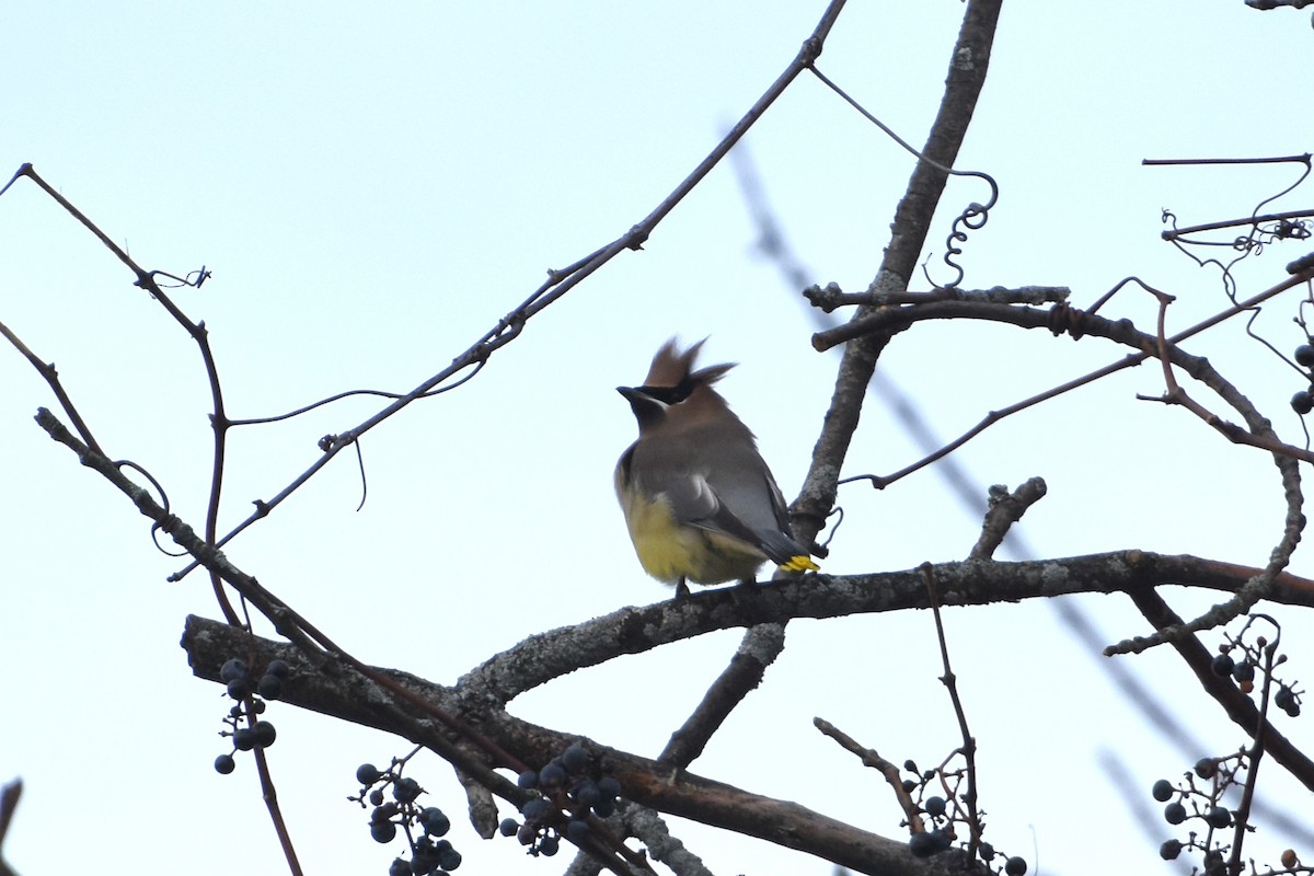 Cedar Waxwing - ML645998421