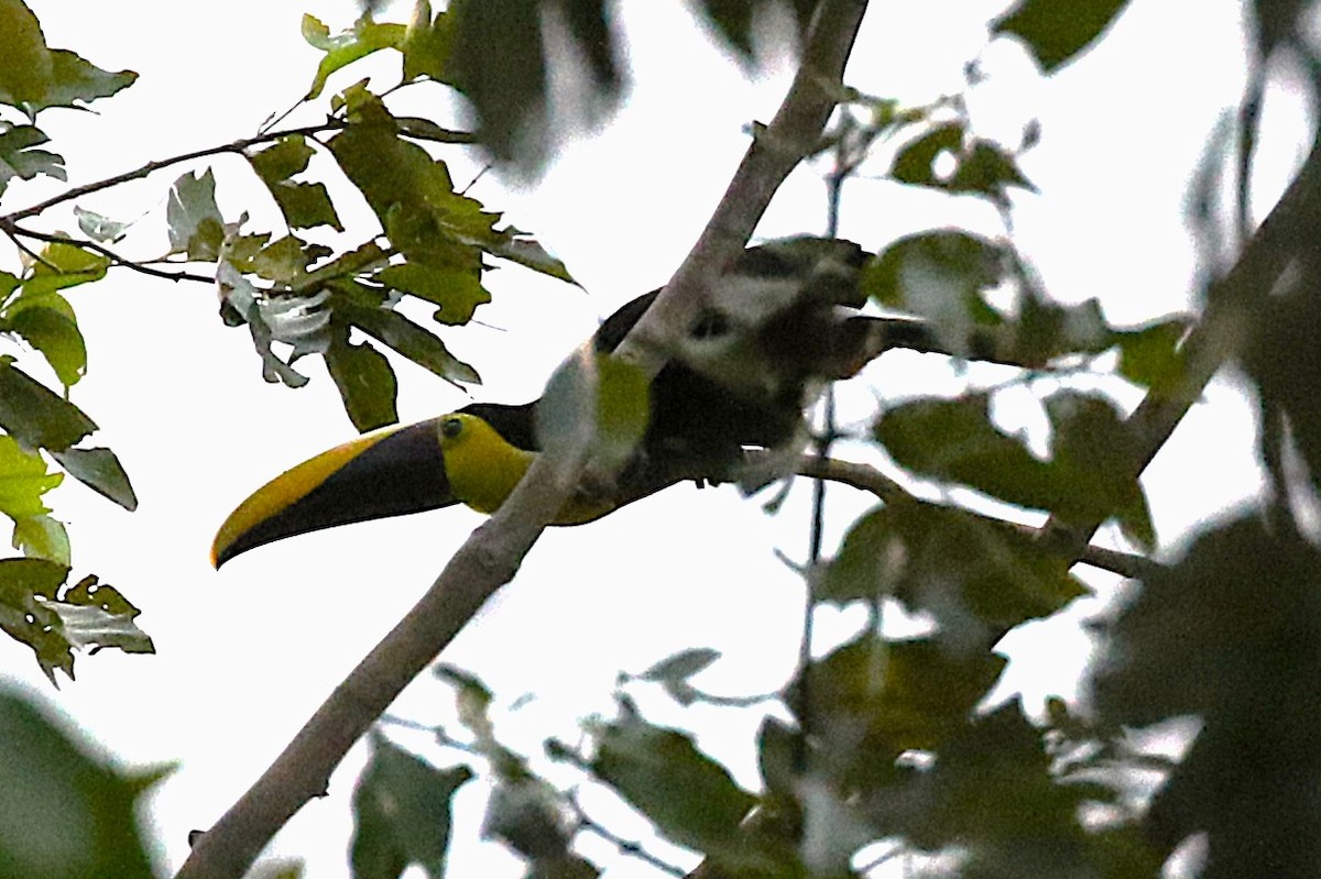 tukan žlutohrdlý - ML645998431