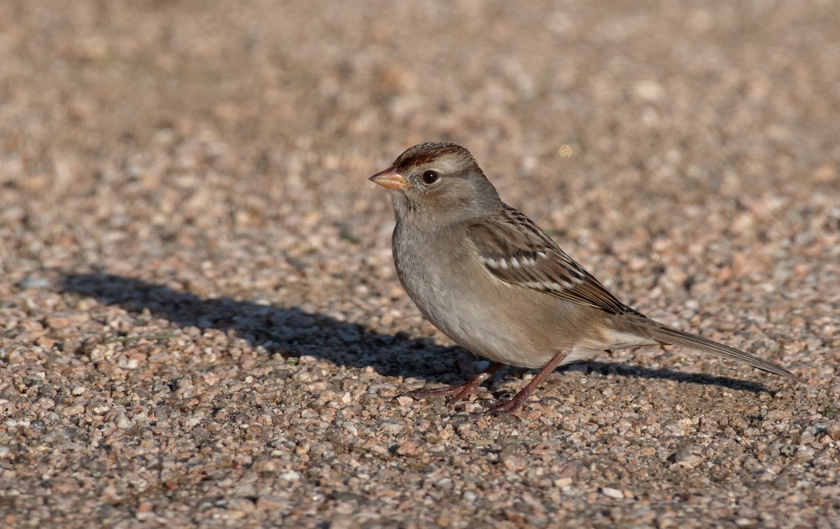 White-crowned Sparrow (Gambel's) - ML645998432