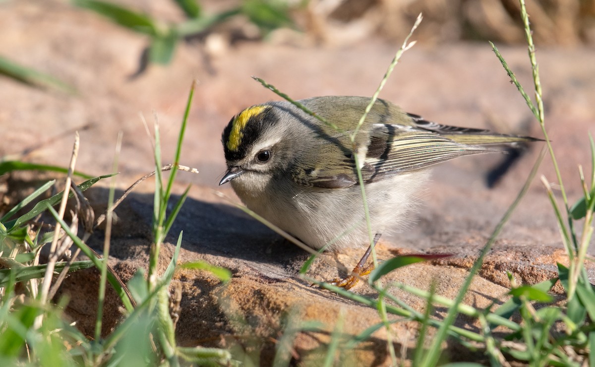 Golden-crowned Kinglet - ML645998440