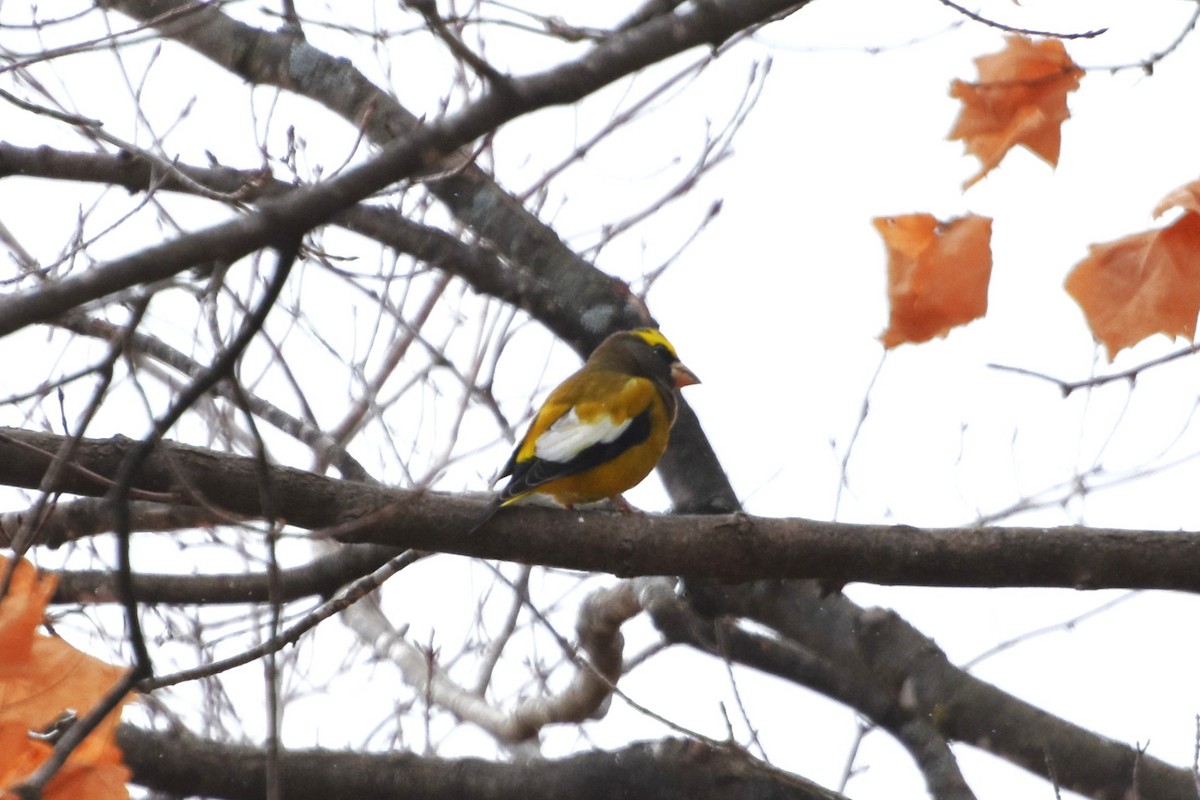 Evening Grosbeak - ML645998443