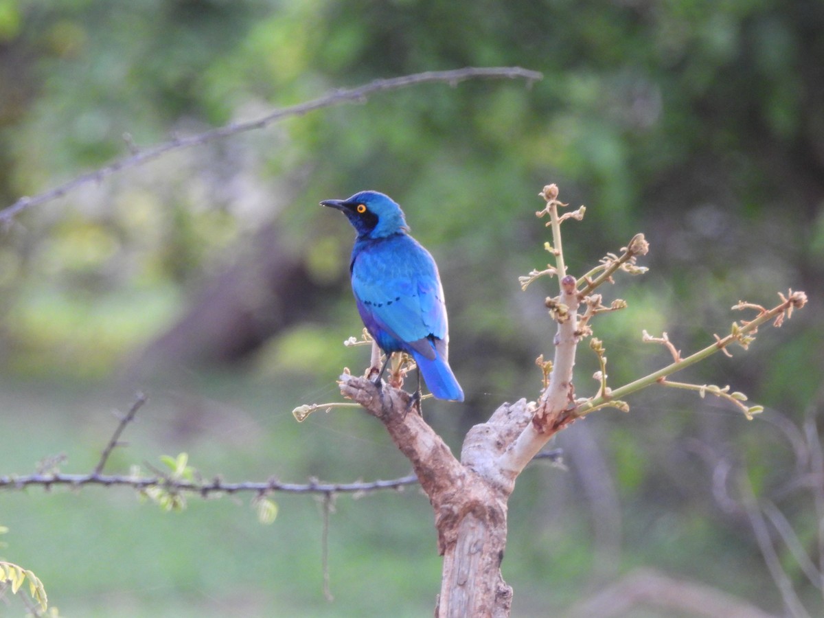Greater Blue-eared Starling - ML645998445