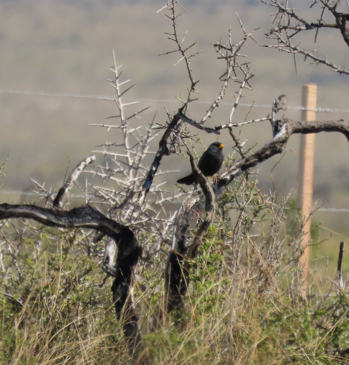 Carbonated Sierra Finch - ML645998450