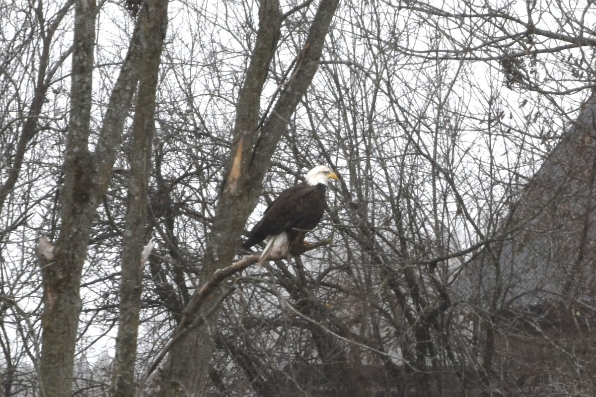 Bald Eagle - ML645998454