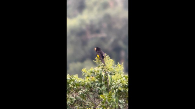 Златокрылая котинга - ML645998457