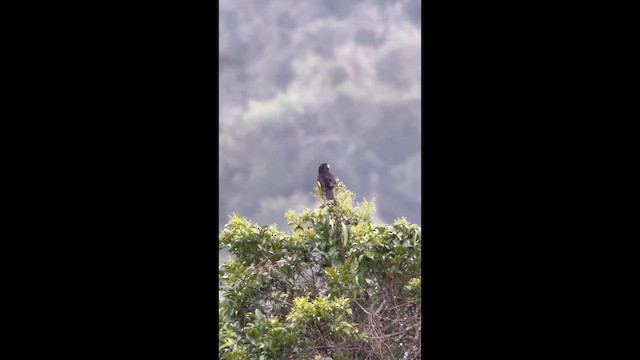 Златокрылая котинга - ML645998458