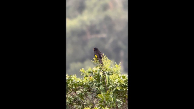 Косовець золотокрилий - ML645998459