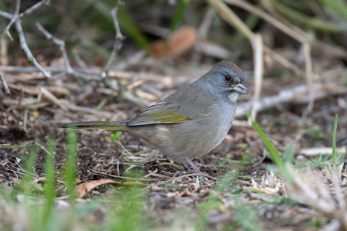 Green-tailed Towhee - ML645998461