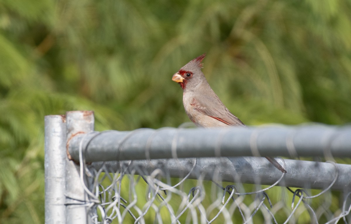 Pyrrhuloxia - ML645998464