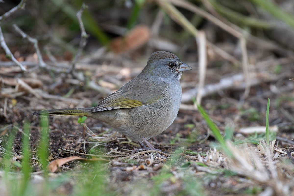 Green-tailed Towhee - ML645998470