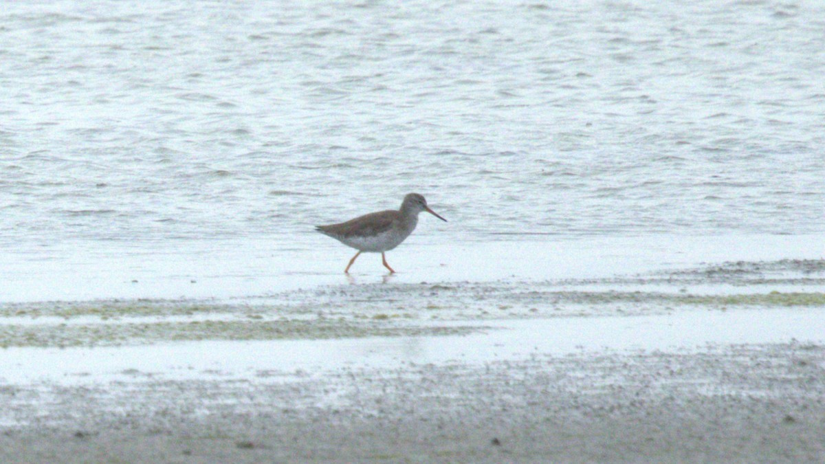 Common Redshank - ML645998471