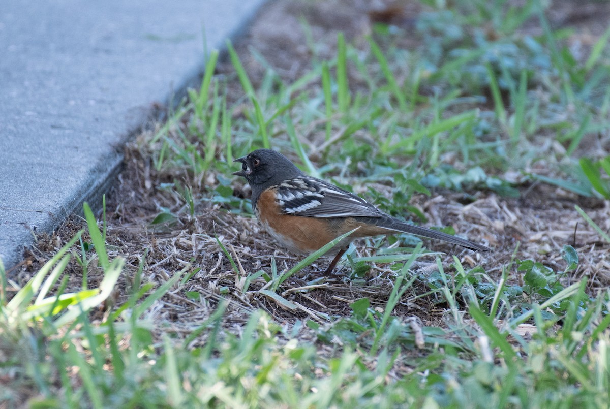 Spotted Towhee - ML645998473