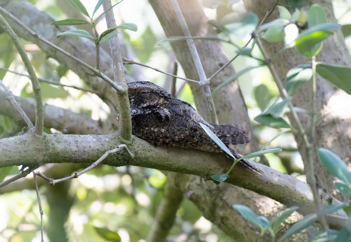 Eastern Whip-poor-will - ML645998479