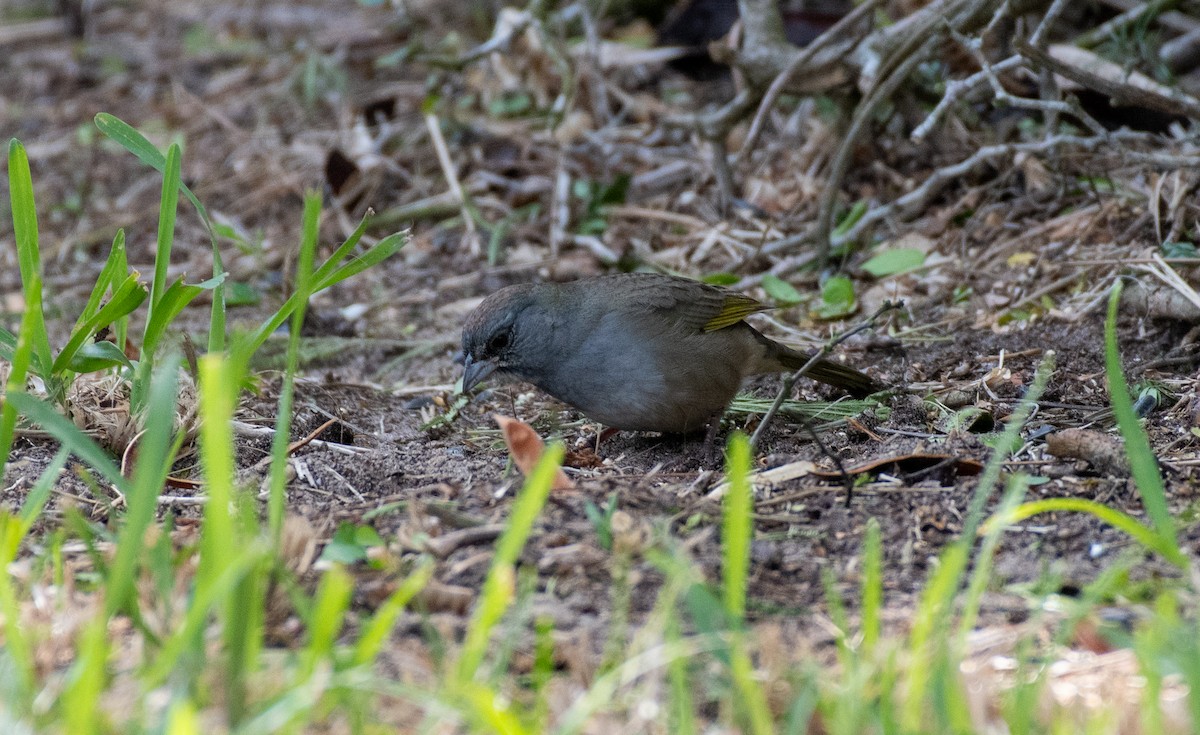 Green-tailed Towhee - ML645998485