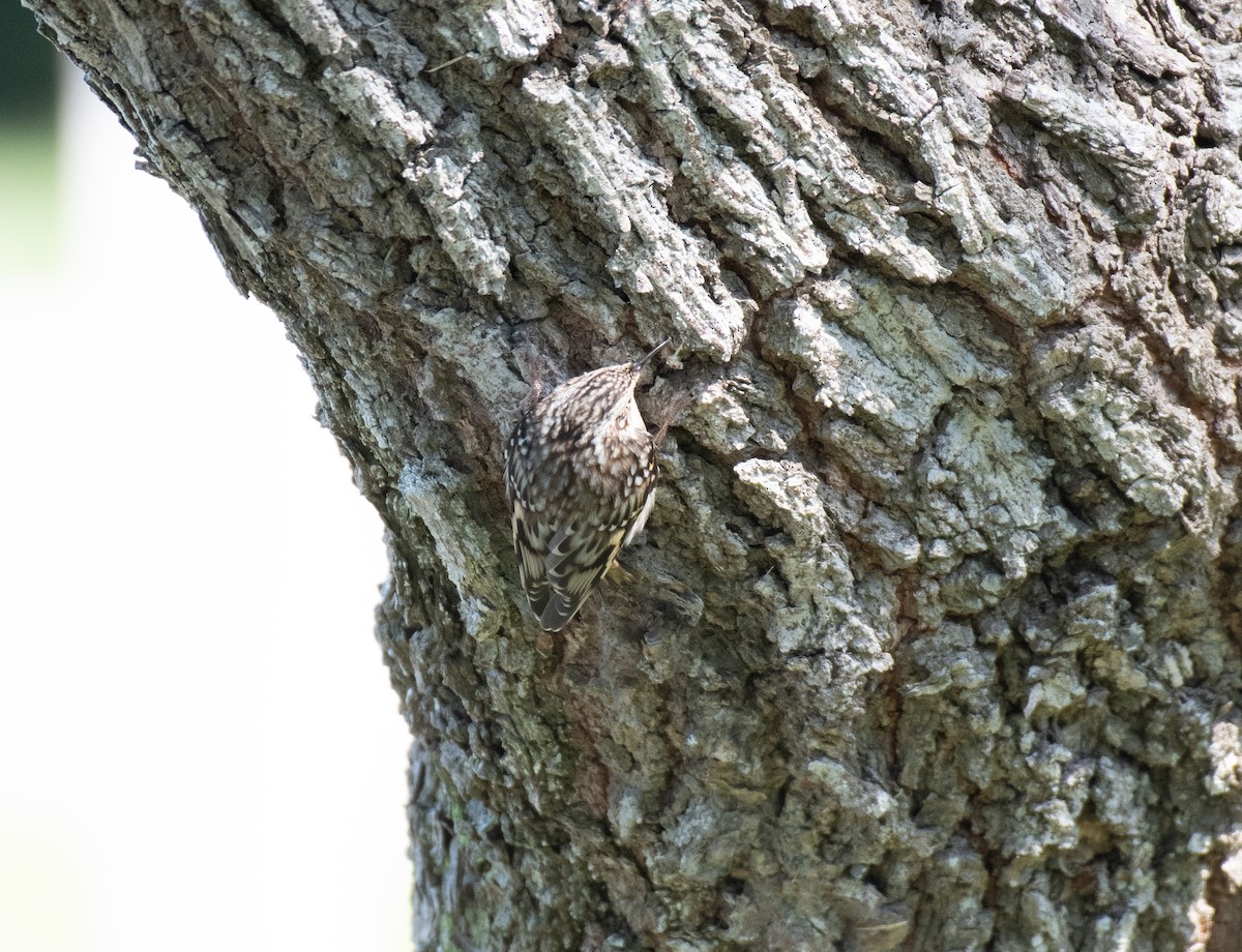 Brown Creeper - ML645998487