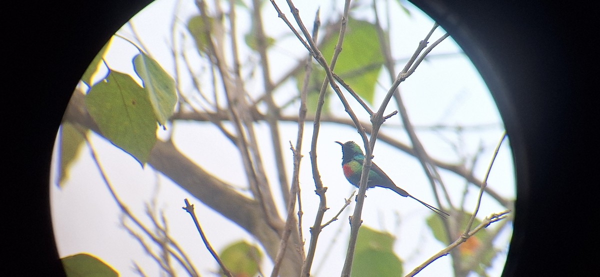 Beautiful Sunbird - ML645998488