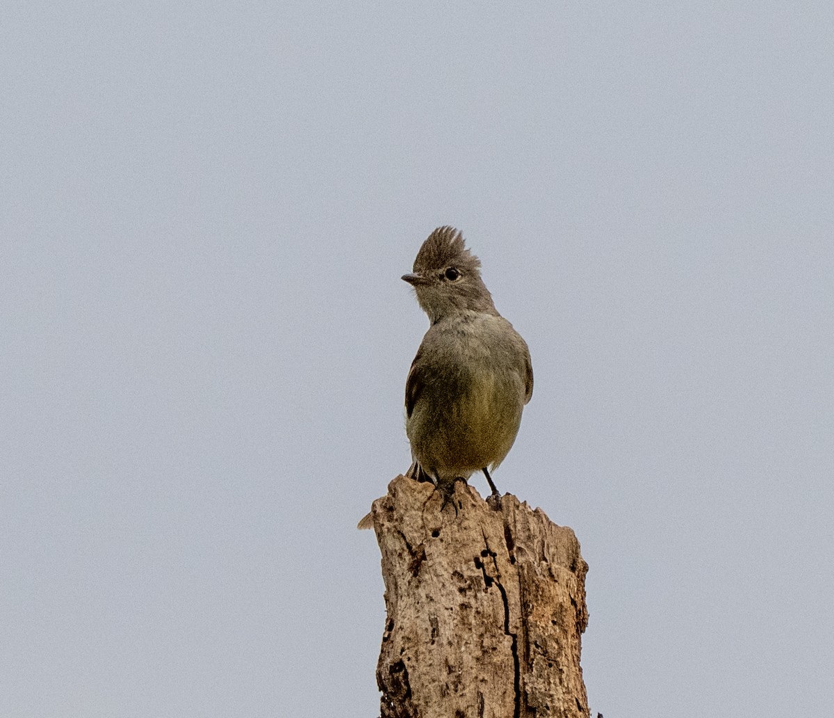 Желтобрюхая эления - ML645998489