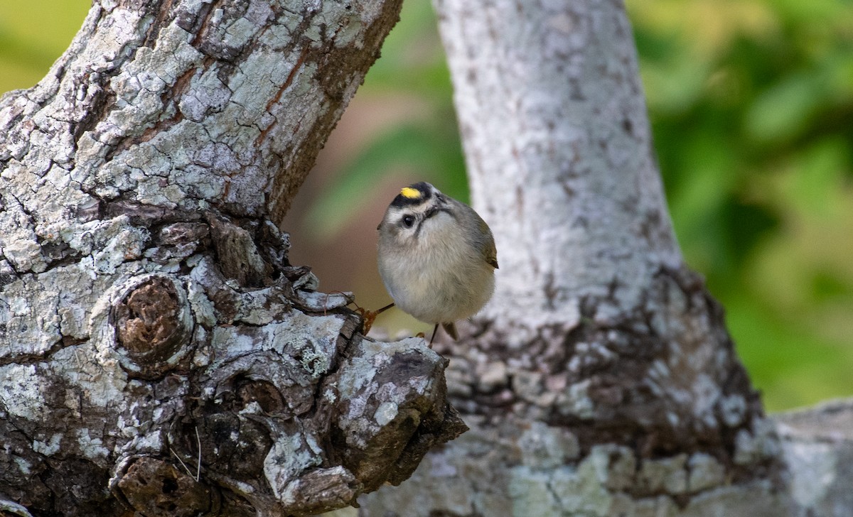 Golden-crowned Kinglet - ML645998490
