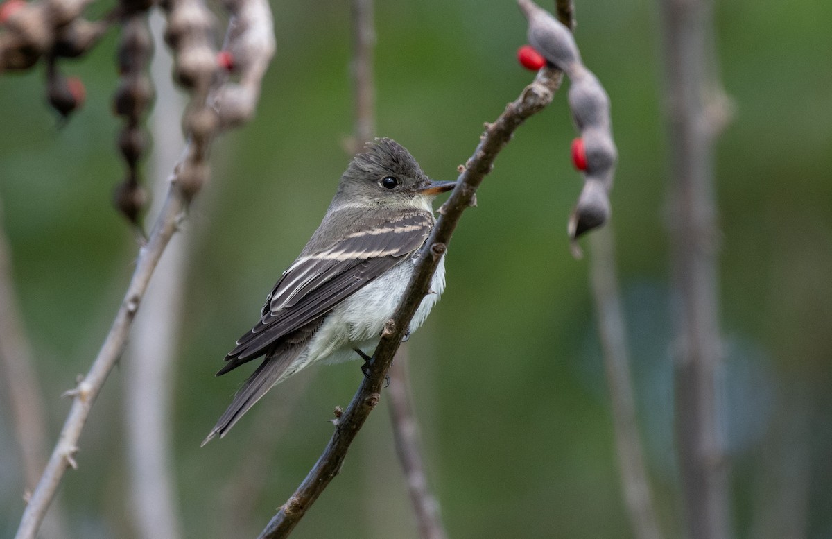 Піві лісовий - ML645998491