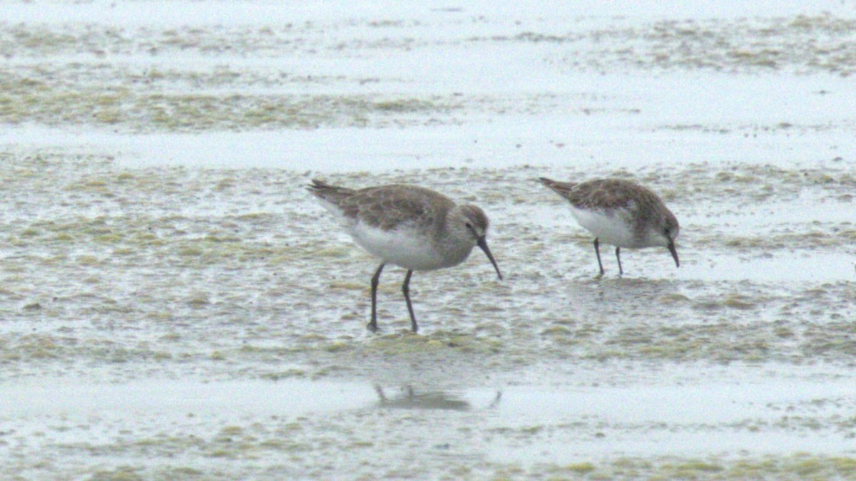Curlew Sandpiper - ML645998492
