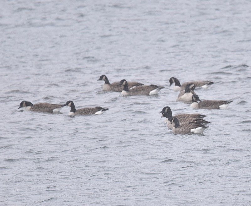 Казарка канадська - ML645998493