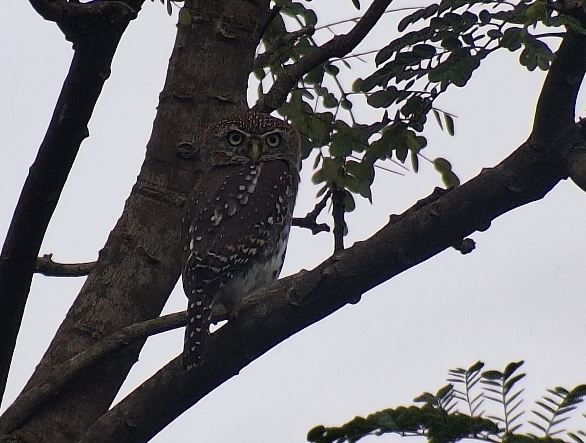 Сичик-горобець савановий - ML645998494