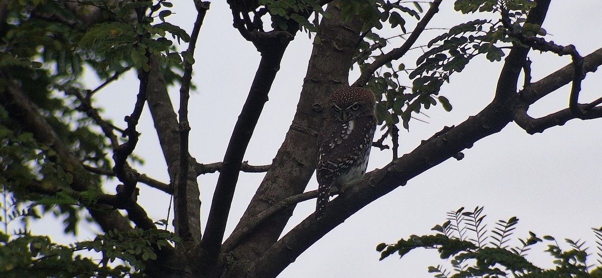 Сичик-горобець савановий - ML645998495