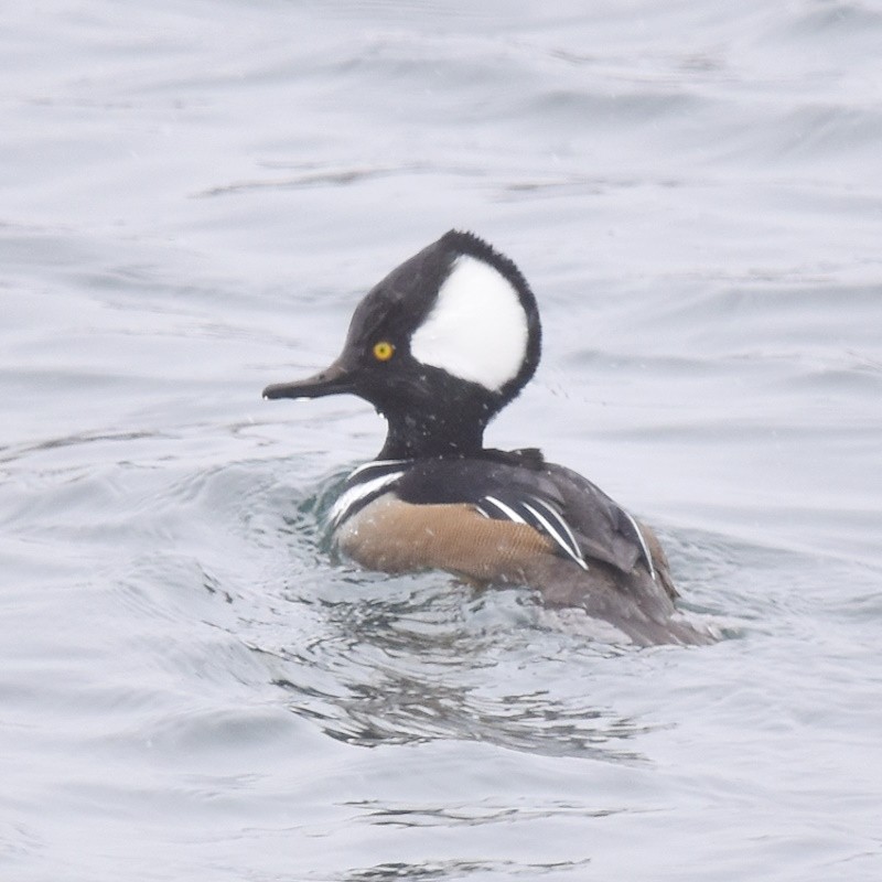 Крех жовтоокий - ML645998496