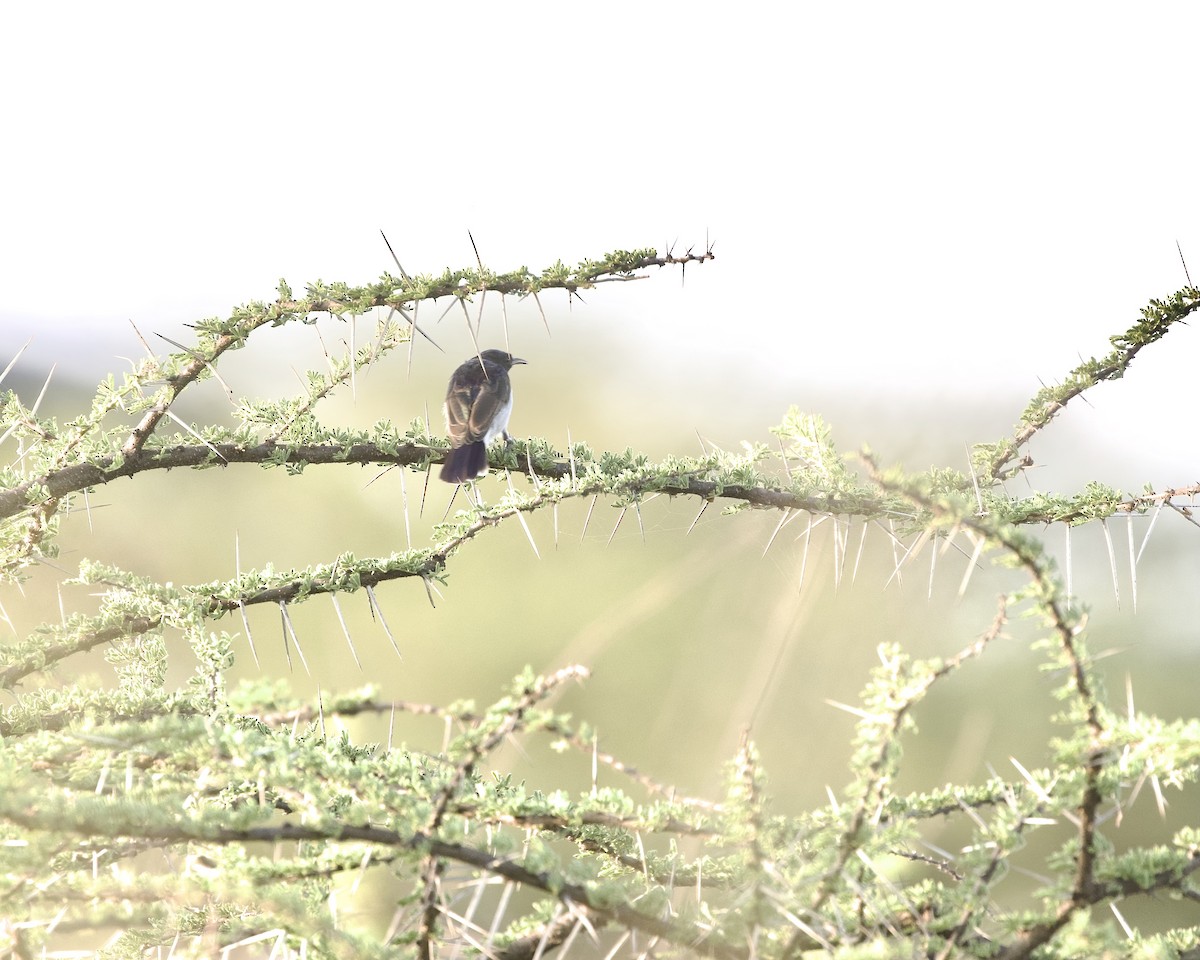 Саїманга пурпурова - ML645998497