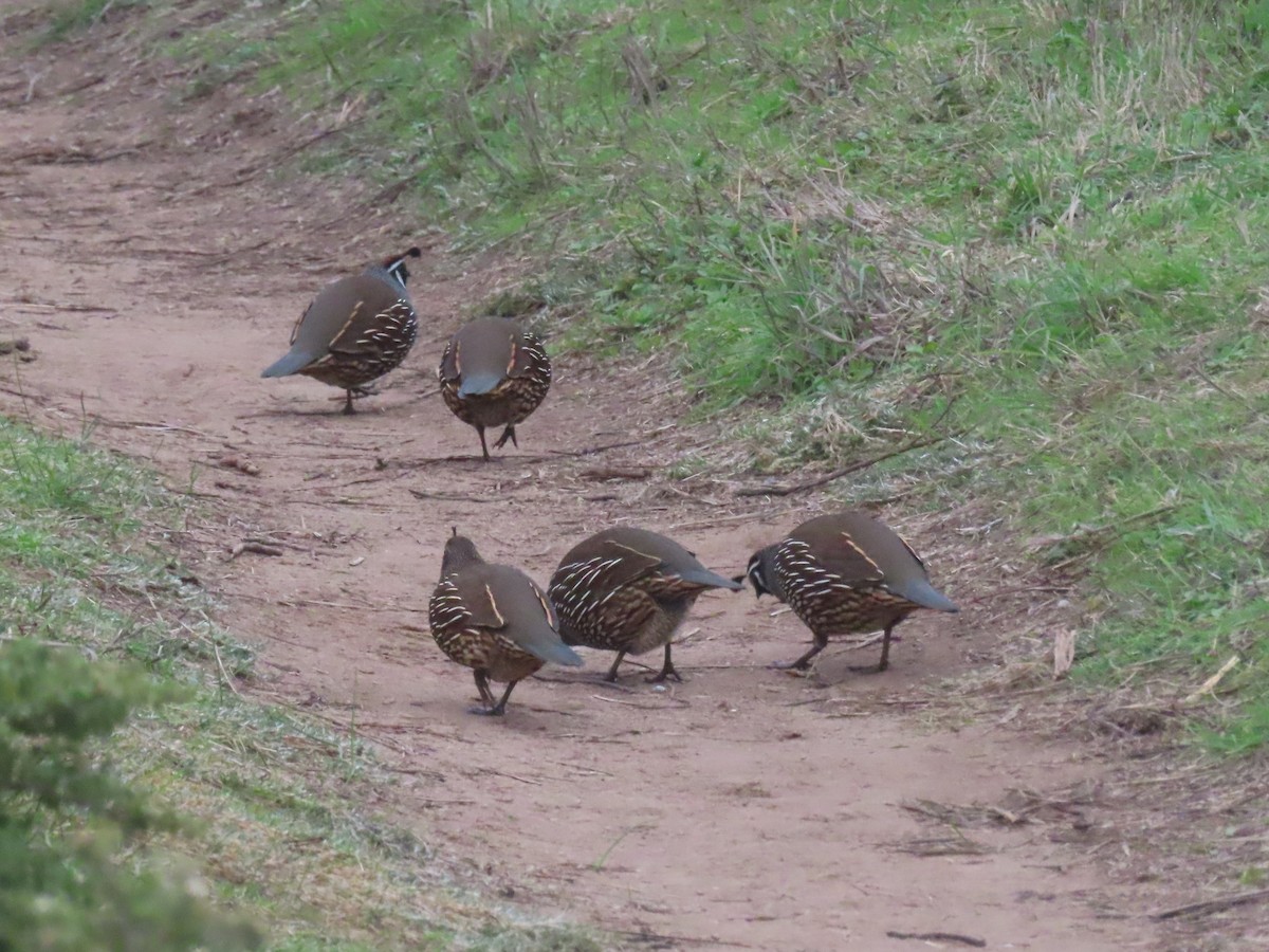 Перепелиця каліфорнійська - ML645998499