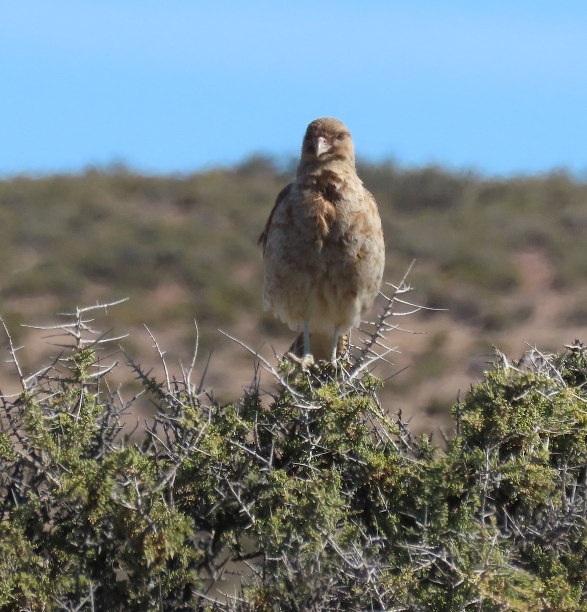 Хіманго - ML645998500
