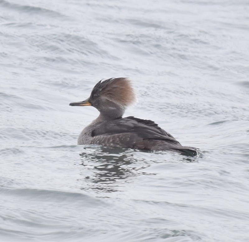 Крех жовтоокий - ML645998501