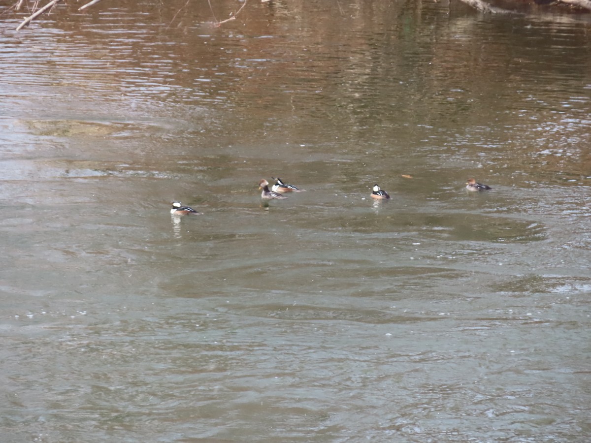 Крех жовтоокий - ML645998502