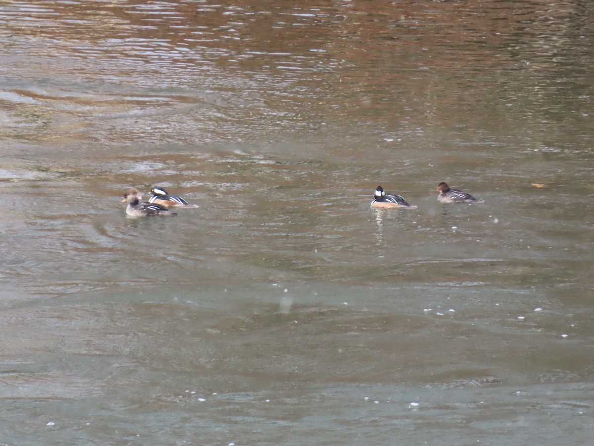 Крех жовтоокий - ML645998503