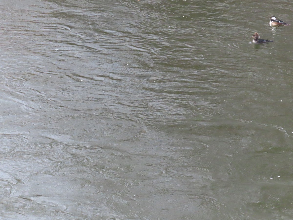 Крех жовтоокий - ML645998505