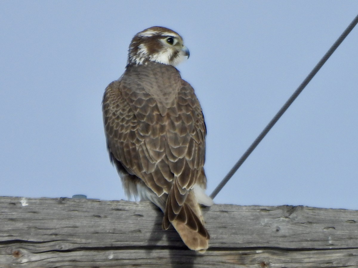 Сокіл прерієвий - ML645998506