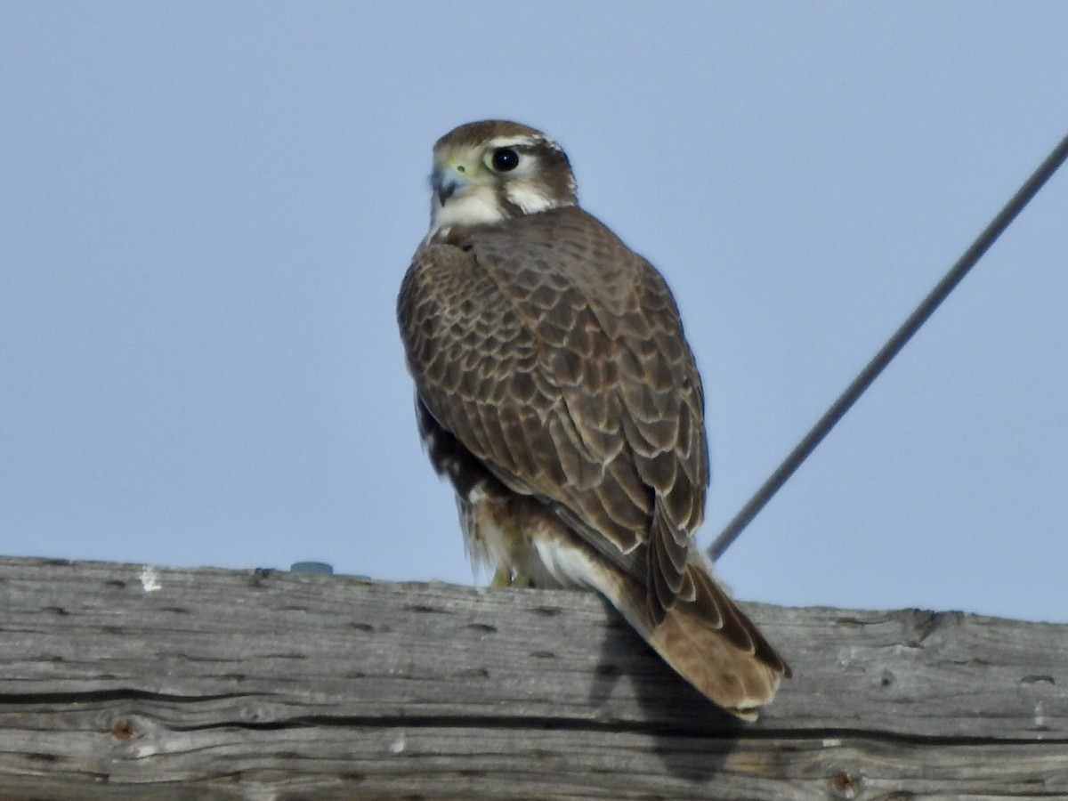 Сокіл прерієвий - ML645998507