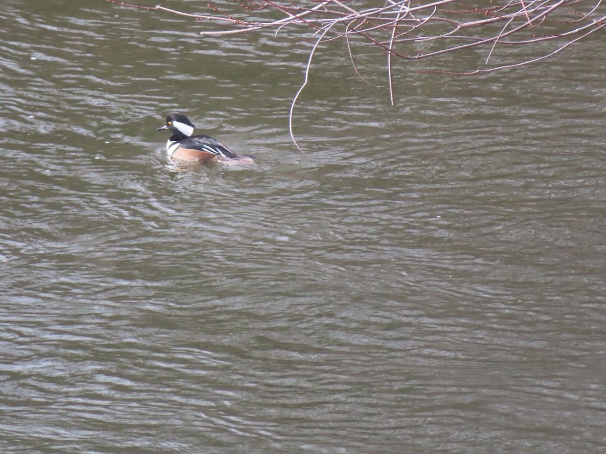 Крех жовтоокий - ML645998508