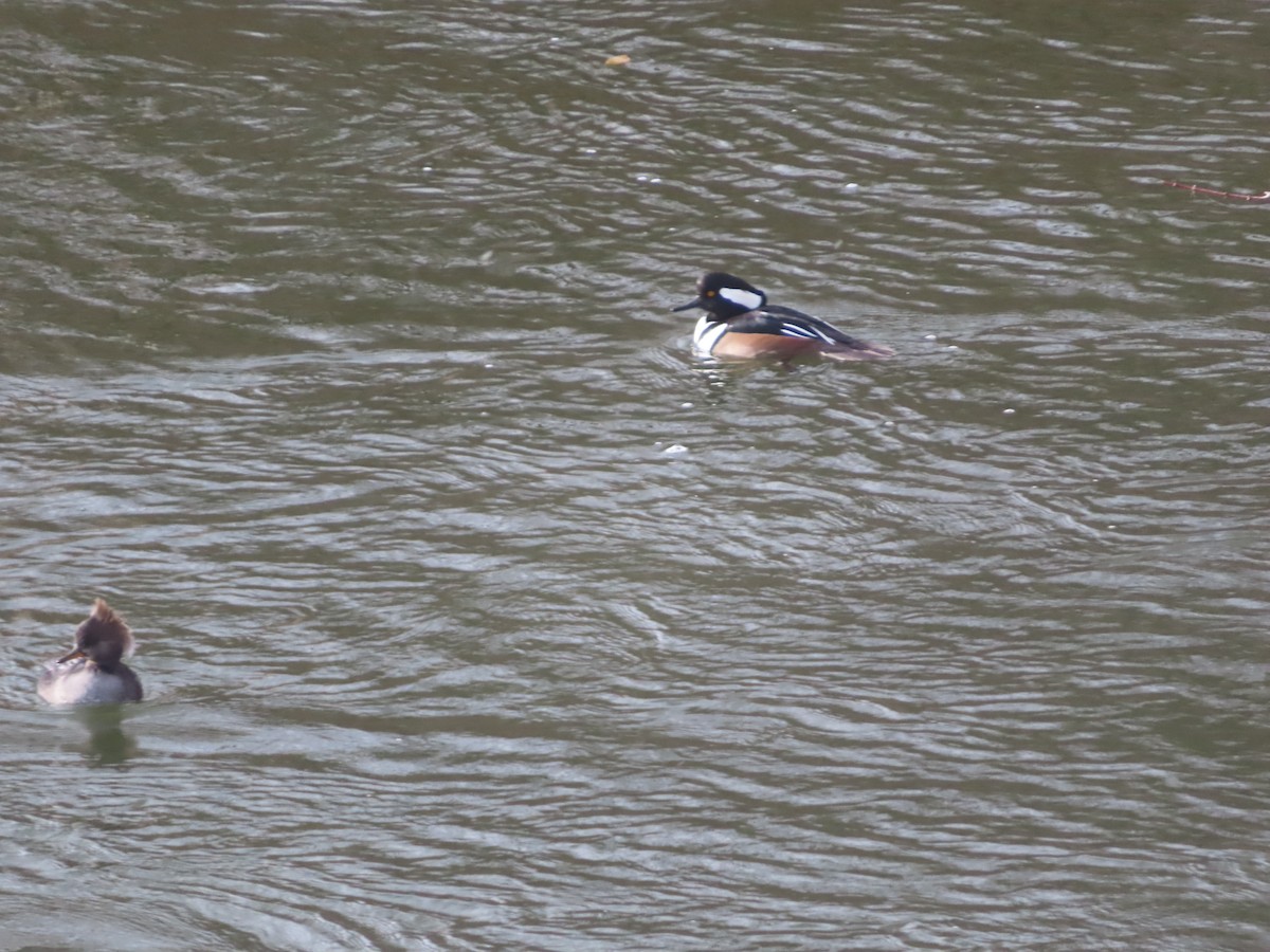 Крех жовтоокий - ML645998509