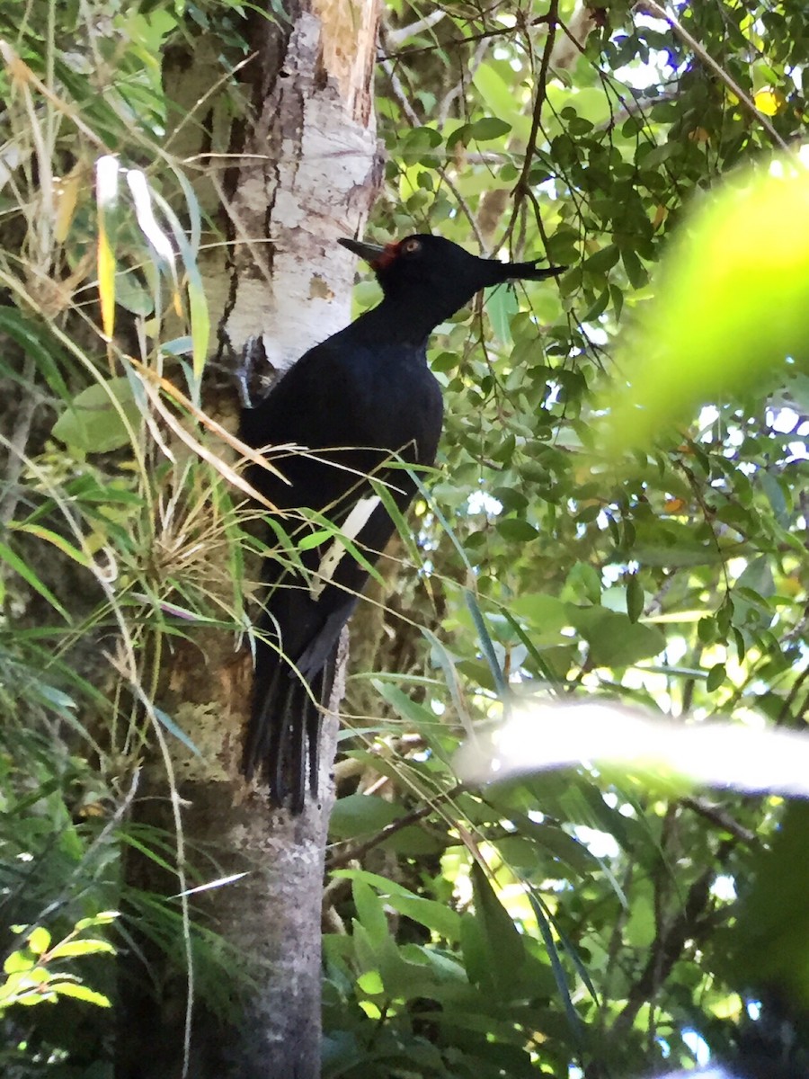 Magellanic Woodpecker - Garrett MacDonald