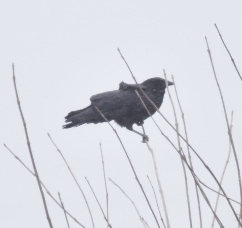 Ворона американська - ML645998510