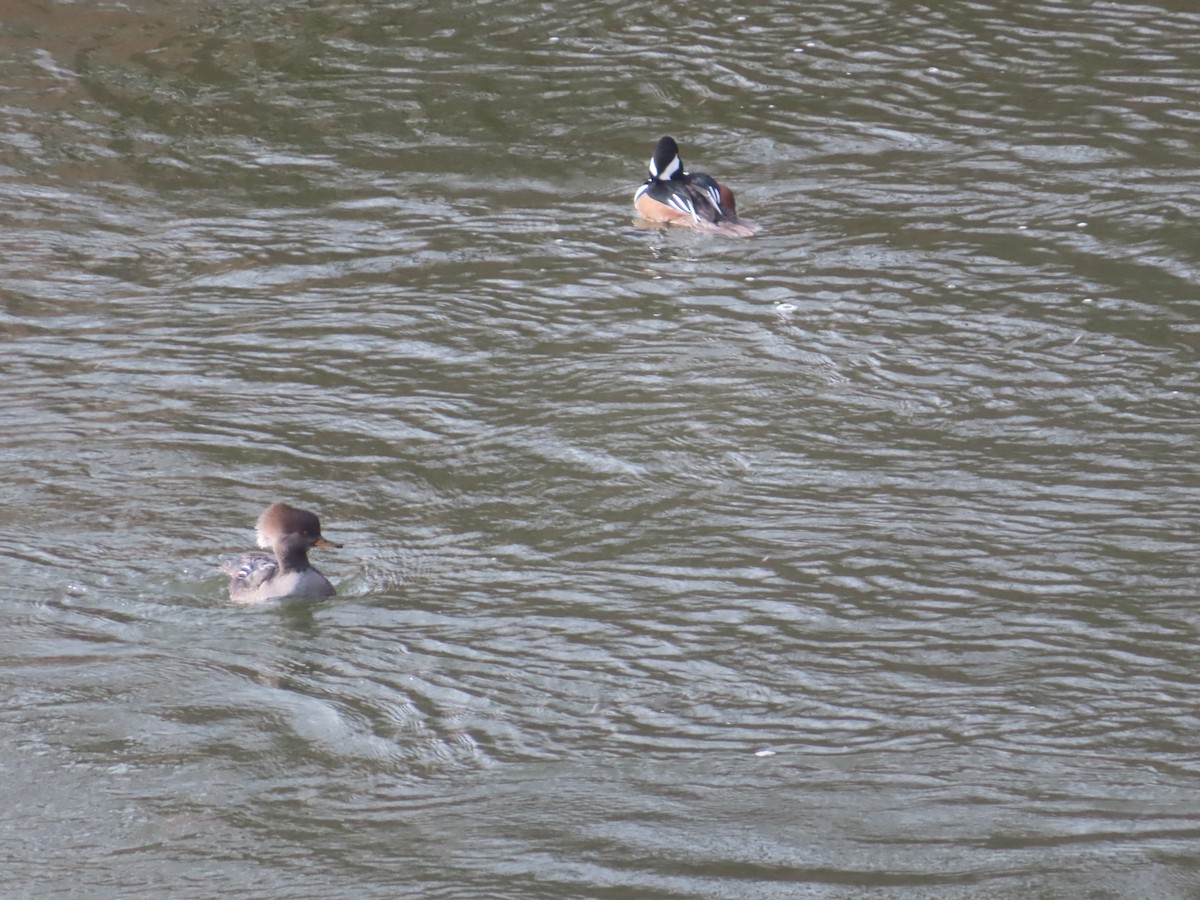 Крех жовтоокий - ML645998511