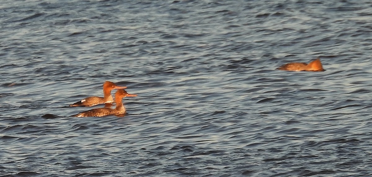 Крех середній - ML645998515