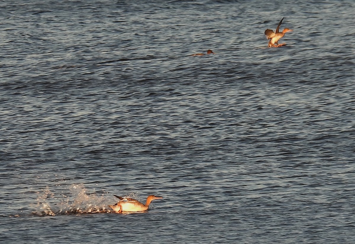 Крех середній - ML645998516