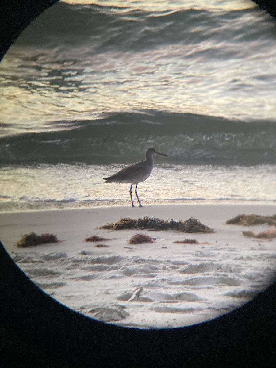 Коловодник американський - ML645998518