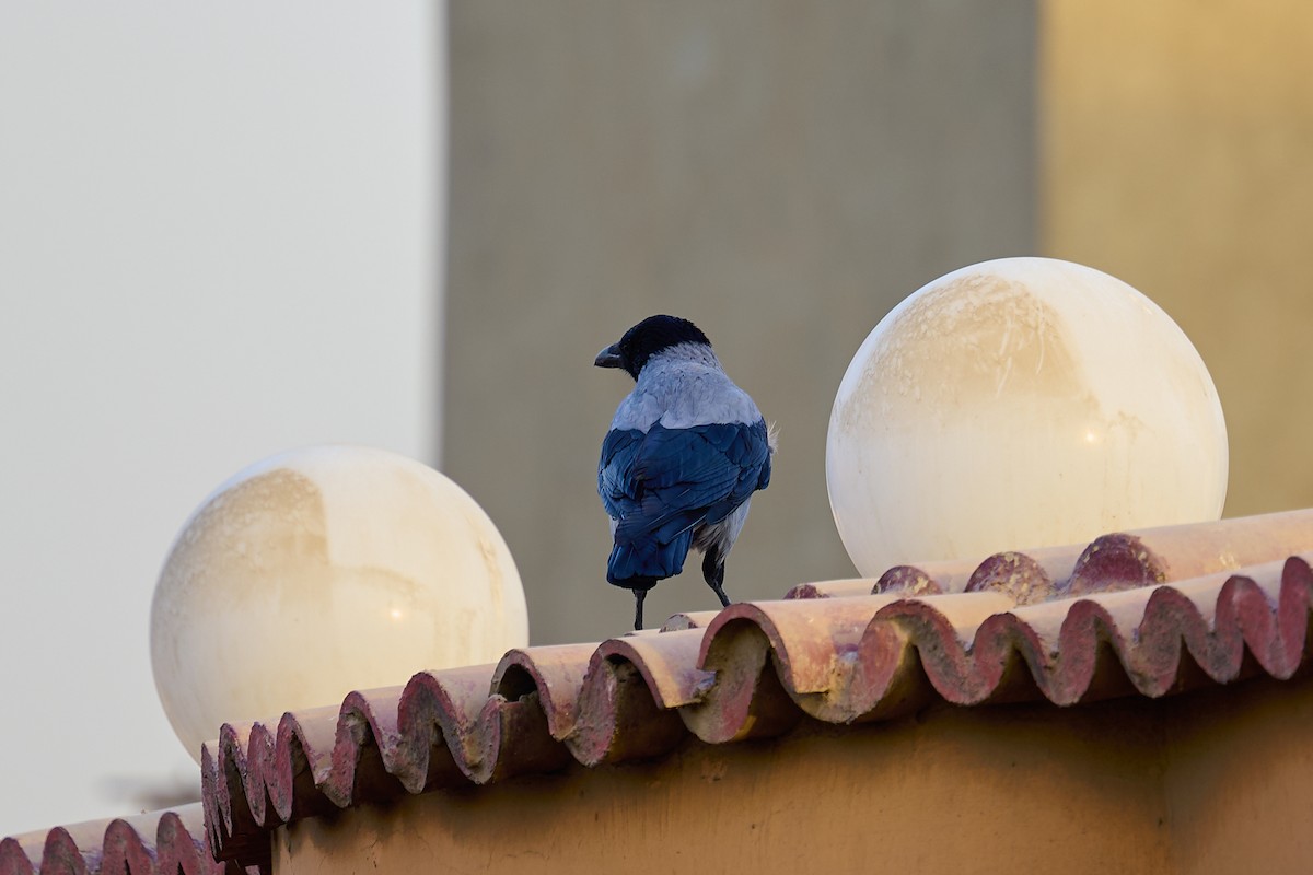 Ворона сіра - ML645998519