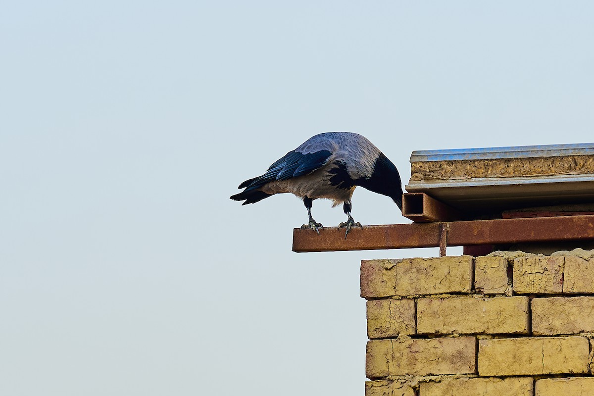 Ворона сіра - ML645998520